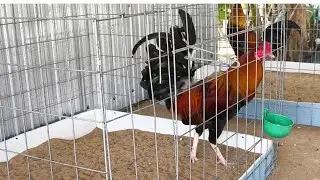 GÀ MỸ 84 TV ! 14 bé trống mỹ mái mỹ Asil mỹ anh em hợp liên hệ @326068695