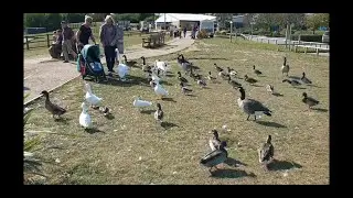 ATTACK IN PUGNEYS COUNTRY PARK