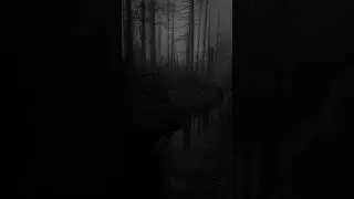🖤✨#aestheticshorts #darkaesthetic #AtmosphericVideo #ForestsMatter