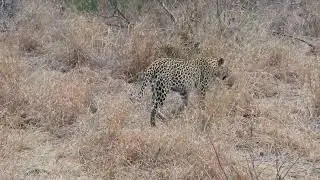 Tsaya leopard & cubs Idube/Sabi Sands 9.18.24