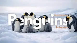 Where the Ice Opens Into Silence | Penguins in a Vast World | The Velvet Moon Café
