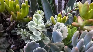 الاضاءة المثالية للعصاريات و كيف تؤثر على صحة و نمو عصارياتك ! succulents perfect lighting
