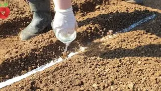 Весенний посев моркови в полоски туалетной бумаги