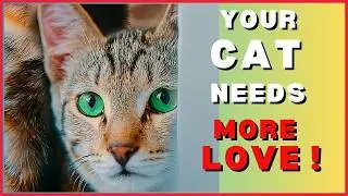 7 Signs Your Cat Isn&rsquo;t Bonded to You