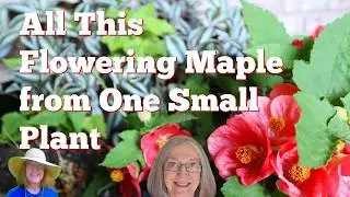Flowering Maple Outside on Deck - All From My One Little Plant Last Year -  Power of Rooted Cuttings