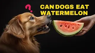 Can Dogs Eat Watermelon? Safe or Dangerous?
