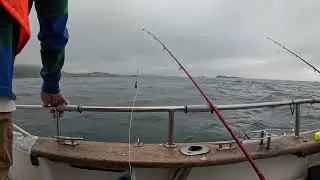 Norway Haddock, Coal fish and Cod fishing in Lofoten, Svolvaer in July 2024 @aroundwithAlice
