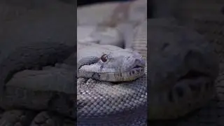 What&rsquo;s the Jacobson&rsquo;s Organ - Why snakes flick their tongue ! #organ #tongue #snake #botany #shorts