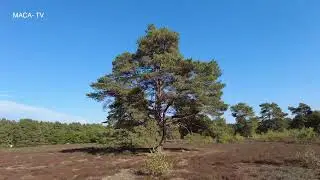 Spaziergang durch die Reiterheide Helstorf, Neustadt am Rübenberge