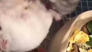 KSI&rsquo;s Hamsters Neo & Morpheus Fight