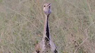 Strange call of the Black-bellied Bustard