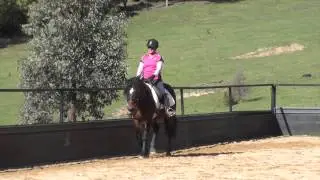 Connemara Pony Stallion - Sternbergs Lenaro (imp Ger)