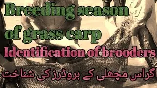 Grass carp Fish breeding(part 1) || Identification of Brooders