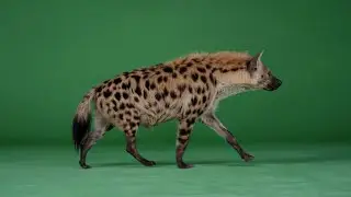 Hyena &ndash; Free Green Screen VFX Loop Animation