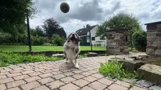 Reflexe wie&lsquo;n Profi-Torwart 🧤⚽️🐶 #fu&szlig;ball #reflexe