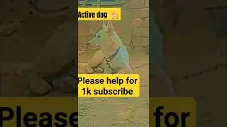 very active dog🤔😞