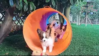 Unsere  schönen, süßen Papillons Welpen spielen im Garten. Teil 2. www.papillons-von-persebeck.de