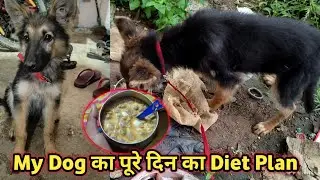 My Puppy Full Day Diet Plan for German Shepherd dog 3 month old 