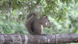 Eastern Gray Squirrel Eating Peanuts