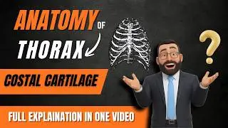 Costal Cartilage | Anatomy of Thorax | Structure, Functions & Clinical Importance