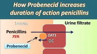 How Probenecid increases duration of action of Penicillins