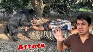 Jungle Janwar Ny Attack Kr Dea 😰 Javed Pr 