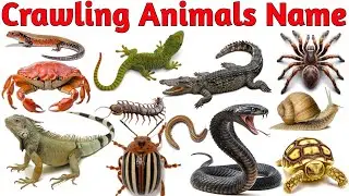 Crawling Animals Name in English with Picture Sounds |Learn 50+ Creeping Insects & Reptiles for Kids