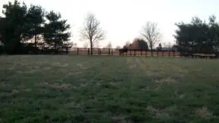 First filly at Shadwell Farm 2012