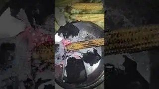Homegrown Corn + Fire + Pets = A Cozy Terrace Night You Need to See🐾#youtubeshorts #urbangardening
