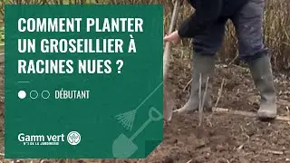 [TUTO] Comment planter un groseillier &agrave; racines nues ? - Jardinerie Gamm vert