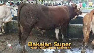 Harga Sapi Terbaru Bakalan Paling Super, Sapi PO, Bakalan Qurban Di Pasar Sapi Ambarketawang Jogja !