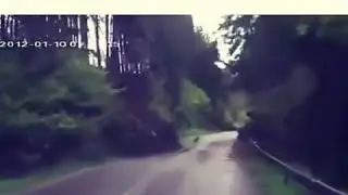 Лес упал на машину