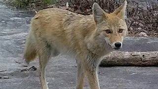 Neighbors Spotting More Foxes & Coyotes In Greensboro Neighborhood