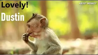Poor Orphanage Baby Monkey Dustin With Sister Piper All Time She So  Cool take Care Lovely Dustin!
