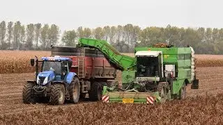 AVR Puma & New Holland T7.270 + T7040 & Record - aardappelen rooien