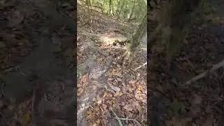 Butler Mill Trail, Grist Mill Ruins & Robert Butler Grave