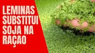 Economise Ração (lentilha d'água) 45% de proteína, substitui a soja