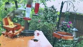 Squirrel drama 🐿️ 