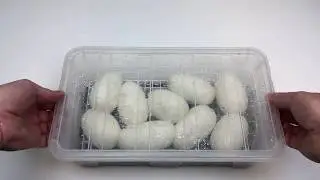 Why do ball python eggs dimple!?? a chance to win what!?