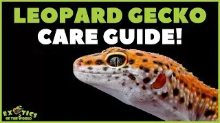 Leopard Gecko Care Guide - How To Take Care Of A Leopard Gecko