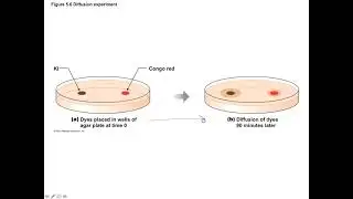 Unit 1, Part 6 Introduction to Transport Processes