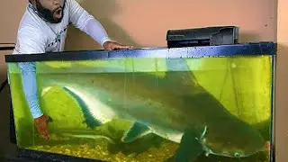 10 PEIXES GRANDES E BARATOS PARA SE CRIAR NO AQU&Aacute;RIO!