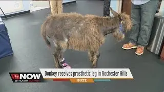 Donkey receives prosthetic leg in Rochester Hills
