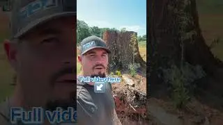 $50,000 to remove a pice of Tree