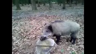 Das Garather Wildschwein