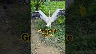 The Hilarious Habits of Great White Pelicans #pelicans #new