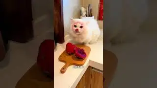 Which Cat's Work Do You Prefer This Time  #xiaoximi #cutecat #shorts
