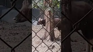 #travel #patna #animals #vlog #entertainment #jangali#sandh