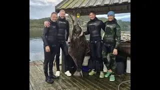 Norway Saltstraumen Spearfishing 2025