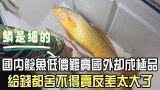 國內鲶魚低價難賣國外卻成極品，給錢都舍不得賣反差太大了#阿牛愛捕魚  #趕海 #捕魚#蘇裏南